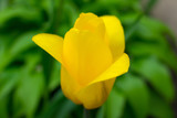 Fototapeta Dmuchawce -  Yellow tulip garden on the background of green leaves