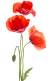Fototapeta Kwiaty -  bouquet of red poppies isolated on white background.