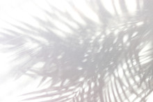 Tropical Palm Leaf Shadow On White Wall Background