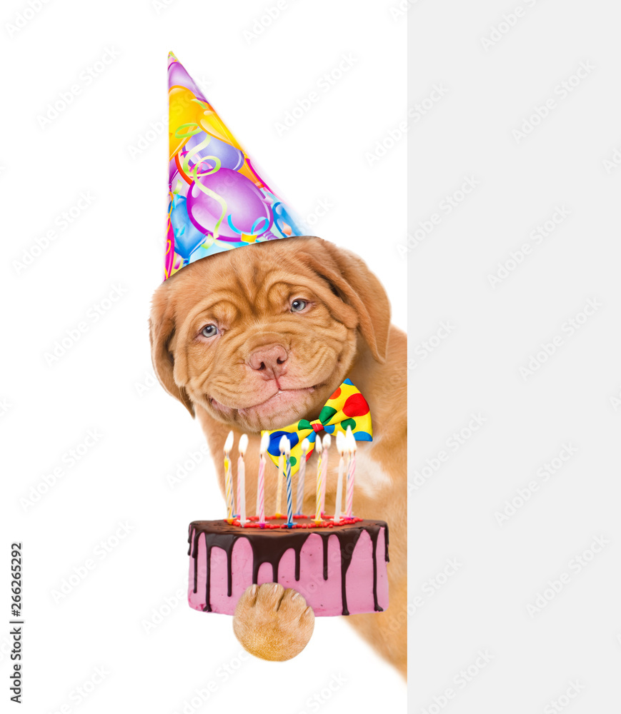 Smiling puppy in party hat and with tie bow holding birthday cake ...