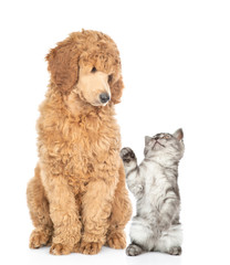 Playful kitten with young royal poodle sitting together. Isolated on white background