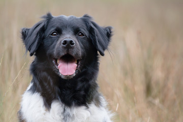 Wall Mural - black and white dog portrait