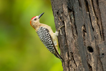 Hoffmann's Woodpecker (Melanerpes Hoffmannii) Is A Resident Breeding Bird From Southern Honduras South To Costa Rica. It Is A Common Species On The Pacific Slopes