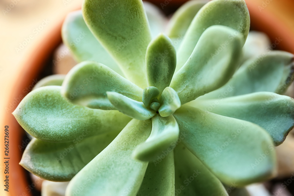 Green succulent, closeup