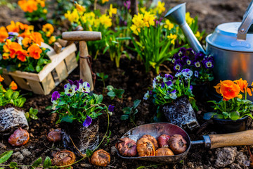 The spring colorful flowers ready for planting.