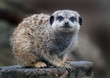 The meerkat or suricate is a small carnivoran belonging to the mongoose family. It is the only member of the genus Suricata.