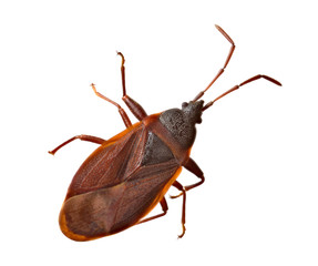 brown heteroptera isolated on white