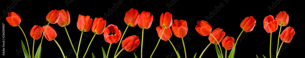 isolated image of tulips flowers close up - obrazy, fototapety, plakaty 