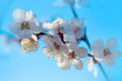 Blooming plum tree blossoms in sunlight on springtime. White spring flowers on blue sky background