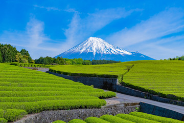 静岡県富士市　大淵笹場の茶畑　お茶まつり