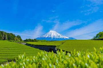 静岡県富士市　大淵笹場の茶畑　お茶まつり