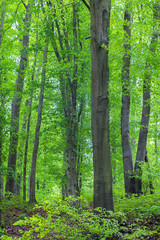  Tree trunks in deep green lush forest