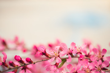 Wall Mural - Spring flowering branches, pink flowers on a blue background