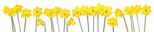 Spring Flowers Border With Many Blooming Yellow Daffodils Isolated On White Background