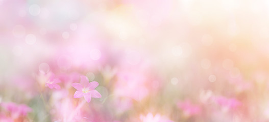Wall Mural - abstract floral backdrop of purple flowers with soft style.