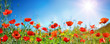 Poppies In Field In Sunny Scene With Blue Sky