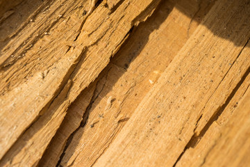 Beech (Fagus sylvatica) wood texture. Interesting abstract background.