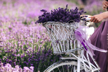 Vintage Girl Lavender Fields Free Stock Photo - Public Domain Pictures