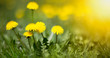 Edible fresh yellow blowball dandelion flowers, spring, summer