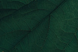 Beautiful green leaf background. Macro view.