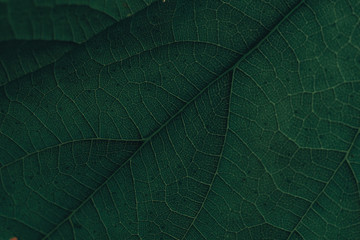 Poster - Beautiful green leaf background. Macro view.