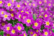 Colorful spring primroses flowers, primula polyanthus vulgaris. Purple perennial primrose or primula in spring garden. Pink primrose Voronov on flowerbed. Beautiful pink and yellow floral texture