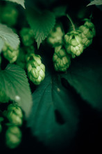 Beautiful Green Hop Cones On Bush Close Up. Macro View Of Hop Cone And Leaves. Fresh Organic Brewing Beer Concept. Space For Text. Vertical Image