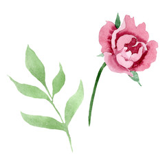 Wall Mural - Dark red peony floral botanical flowers. Watercolor background illustration set. Isolated peony illustration element.