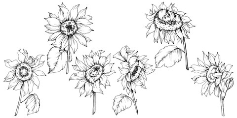 Vector Sunflower floral botanical flowers. Black and white engraved ink art. Isolated sunflower illustration element.