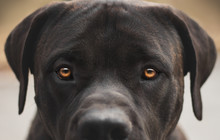 Boerboel Dog Eyes