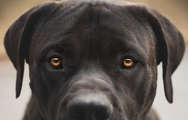 boerboel dog eyes