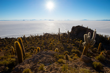 Sticker - Cactus on Incahuasi island, salt flat Salar de Uyuni, Altiplano