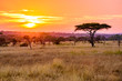 Leinwandbild Motiv Sunset in savannah of Africa with acacia trees, Safari in Serengeti of Tanzania