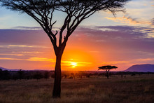 Sunset In Savannah Of Africa With Acacia Trees, Safari In Serengeti Of Tanzania