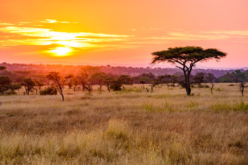 sunset in savannah of africa with acacia trees, safari in serengeti of tanzania
