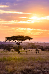 Sunset in savannah of Africa with acacia trees, Safari in Serengeti of Tanzania