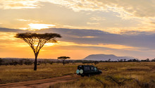 Sunset In Savannah Of Africa With Acacia Trees, Safari In Serengeti Of Tanzania