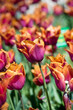 Tulips in garden in sunny day. Spring flowers. Gardening. Variety Louvre Orange.