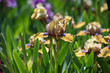 Colorful irises in the garden, perennial garden. Gardening. Bearded iris. Valery Stockgolm.