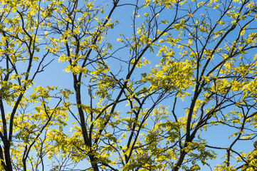 Wall Mural - Colorful autumn yellow leaves nature background, Fall tree branches