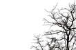 © krsprs - Dead branches , Silhouette dead tree or dry tree on white background with clipping path.