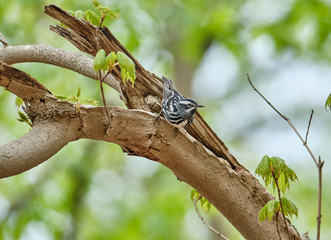 Sticker - Black and white warbler