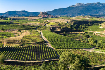 Vineyard, San Vicente de la Sonsierra as background, La Rioja, Spain