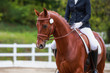 © RD-Fotografie - Dressage horse with rider in the tournament photographed from the front in the head portraits on the reins..