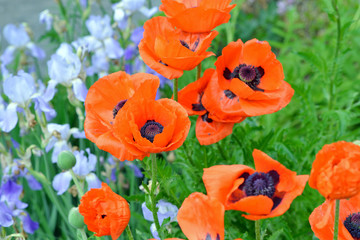 Oriental Poppy and Iris Flower Plants in the Garden