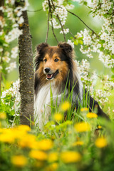 Sheltie dog in a spring flower meadow