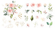 Set watercolor elements of roses collection garden  pink flowers, leaves, branches, Botanic  illustration isolated on white background.