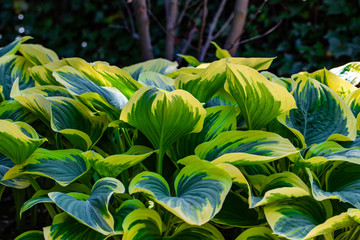 green and yellow leaves patter in a garden