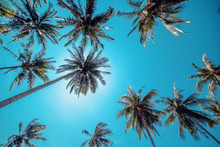 Tall Royal Palm Trees Line Up Against Bright Blue Tropical Sky