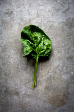 Fresh Spinach Leaf Over Grey Concrete Background With Copy Space